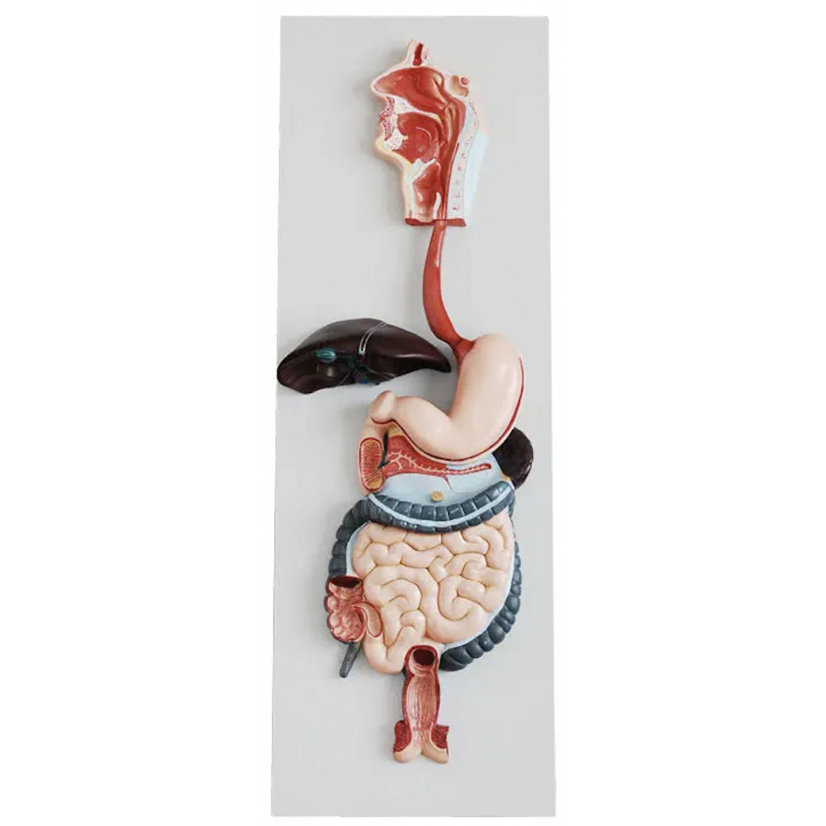 digestive-system-model